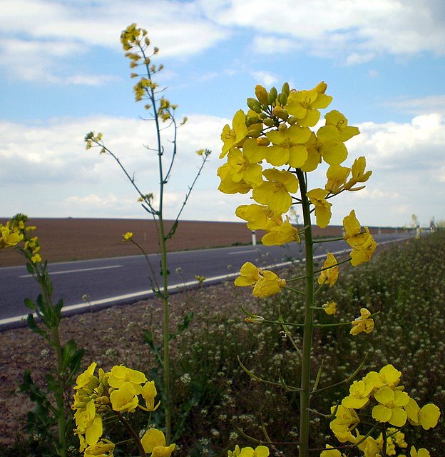 P5100004.JPG